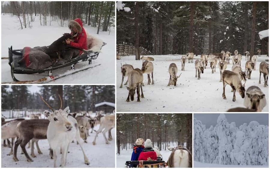 From Rovaniemi: Reindeer Farm Visit with Sleigh Ride - Practical advice for a smoother visit