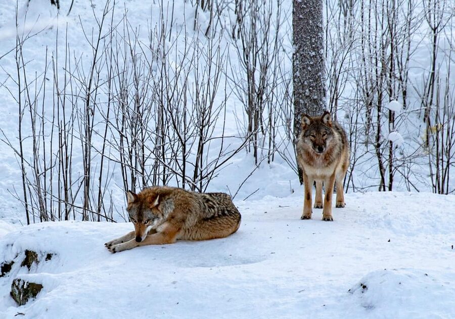 From Rovaniemi: Tour to Ranua Wildlife Park - Key points to know before you go