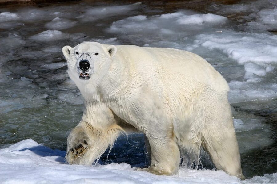 From Rovaniemi: Tour to Ranua Wildlife Park - Why Ranua Wildlife Park makes a good half-day trip