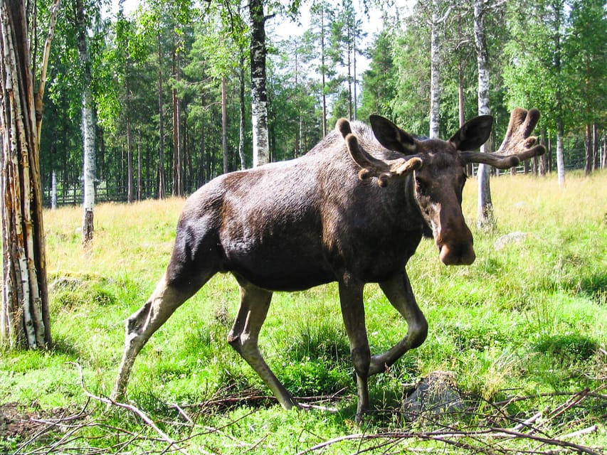 From Rovaniemi: Tour to Ranua Wildlife Park - Entering Ranua Wildlife Park