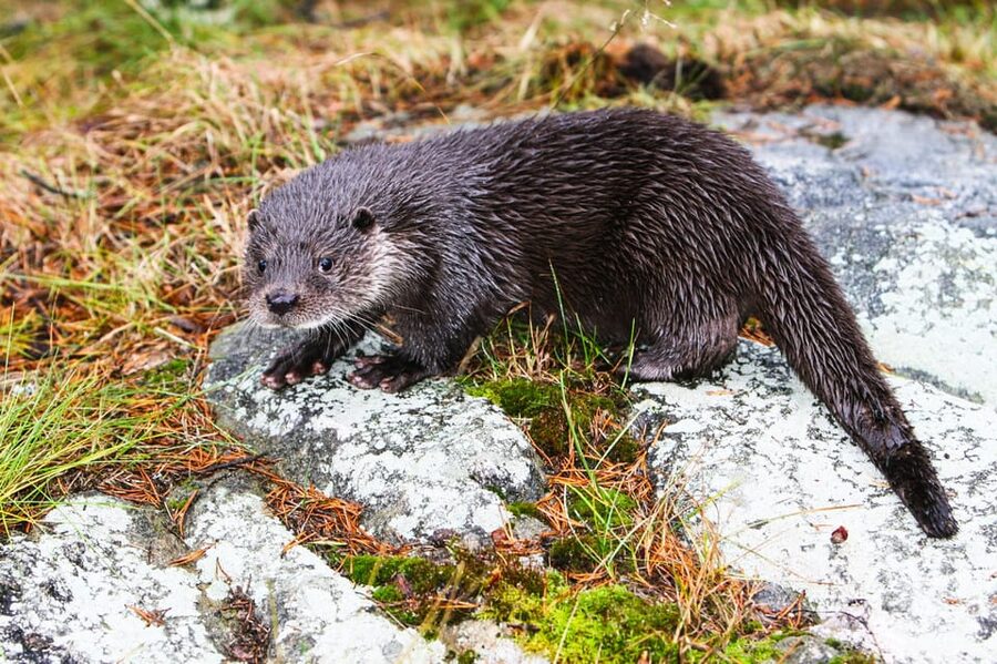 From Rovaniemi: Tour to Ranua Wildlife Park - Is $106 a fair price?