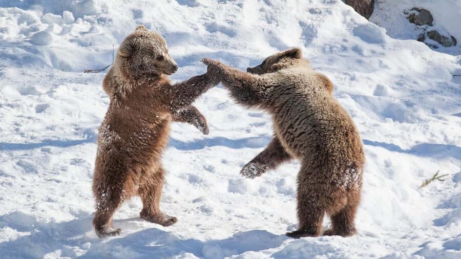 From Rovaniemi: Visit Wildlife Park in Ranua - Key things to know before you go