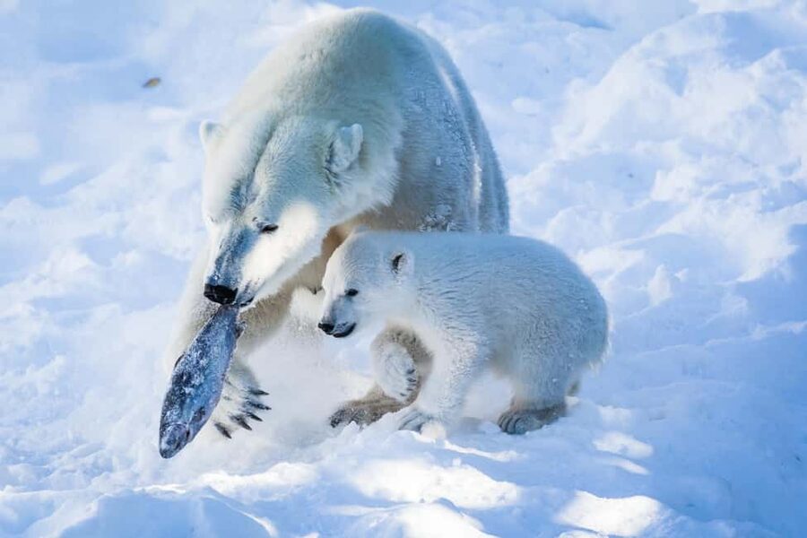 From Rovaniemi: Visit Wildlife Park in Ranua - Why Ranua Wildlife Park makes a good day trip