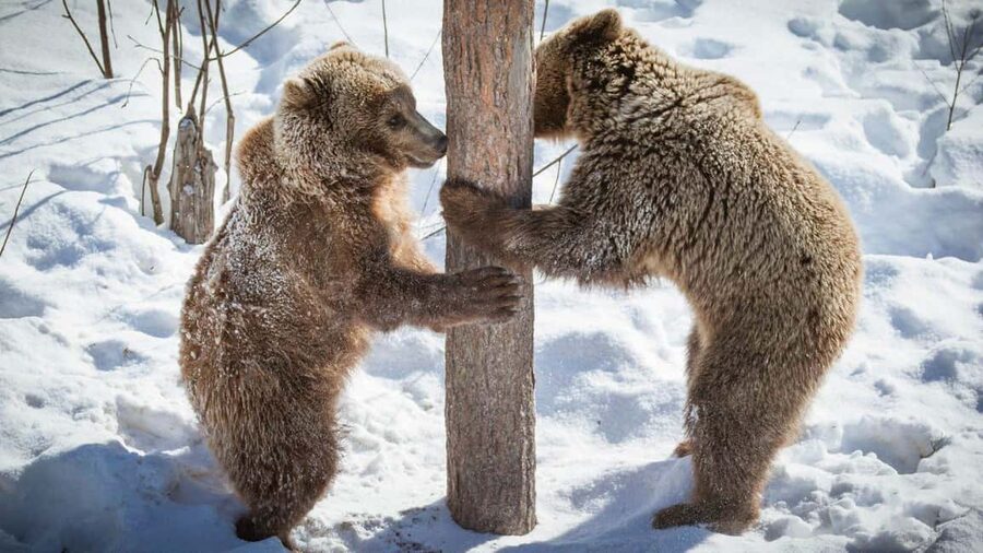 From Rovaniemi: Visit Wildlife Park in Ranua - Lunch, snacks, and the souvenir stop