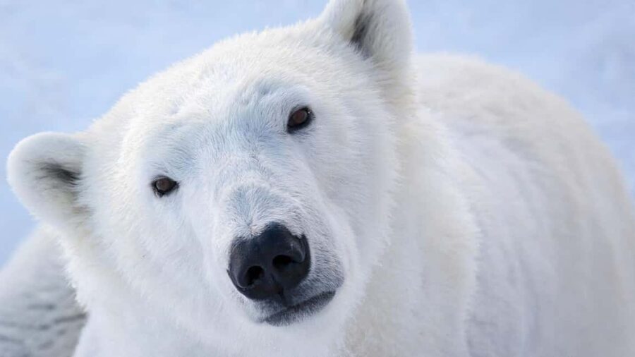 From Rovaniemi: Visit Wildlife Park in Ranua - Who will enjoy this experience most?