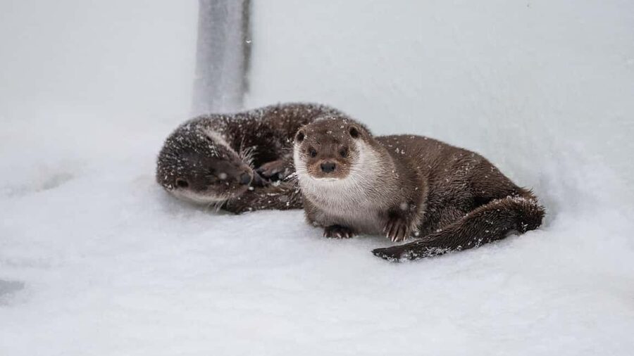 From Rovaniemi: Visit Wildlife Park in Ranua - Communication and guide service