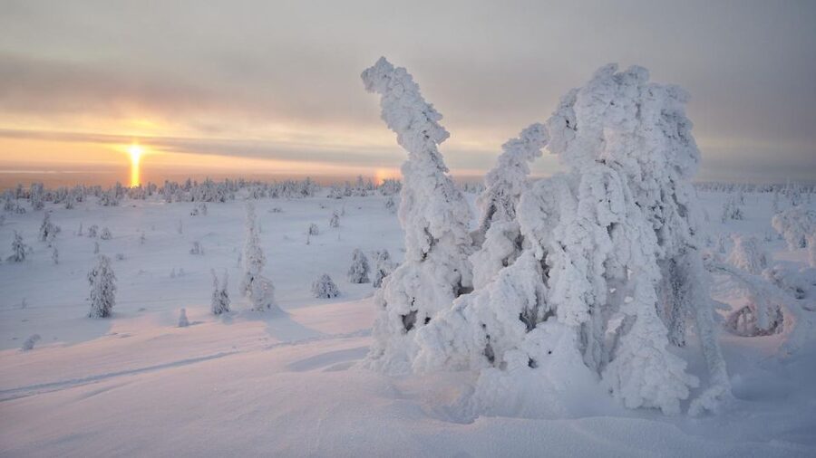 From Rovaniemi: Winter Wonderland Hike with a Hot Drink - Is $282 a fair price?