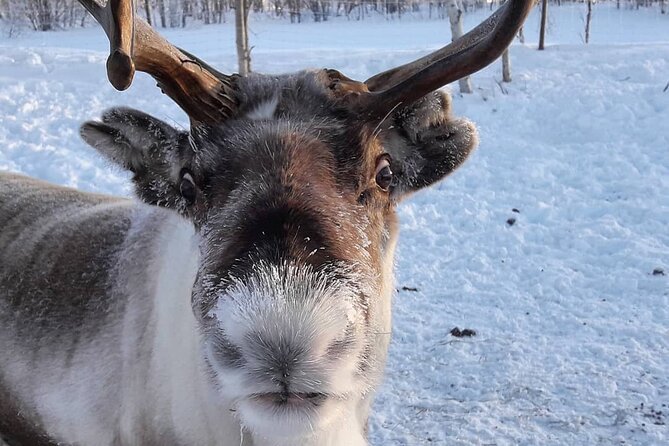 From Saariselkä: Ice Fishing Tour to Lake Inari, reindeers &lunch - Making your fishing hole on Lake Inari