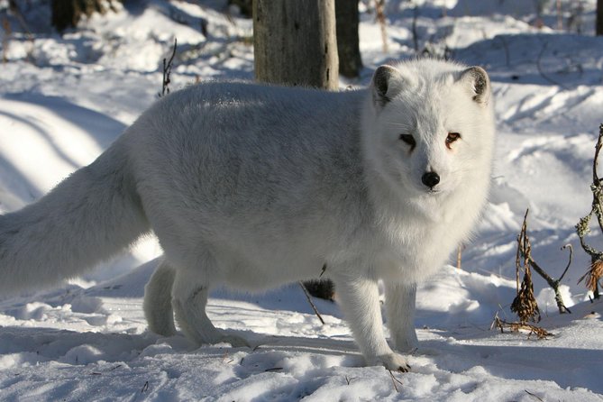 Full Day Lapland Tour, including Lunch and Dinner - Is $696.14 a Fair Price?