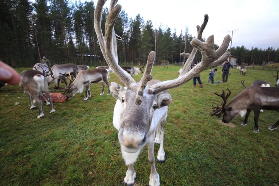 Full day: Reindeer Farm, Santa Claus Village & Husky Park - Starting with the reindeer farm