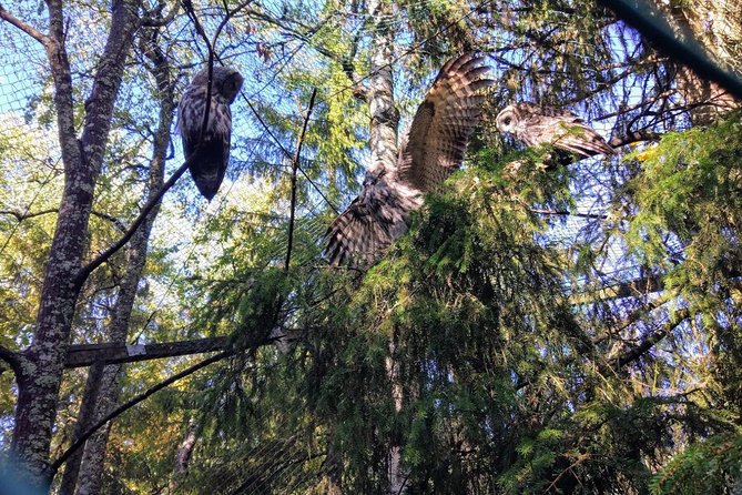 Guided Ranua Wildlife Park tour with Lunch, Small group adventure - Lunch, hot drinks, and the practical break