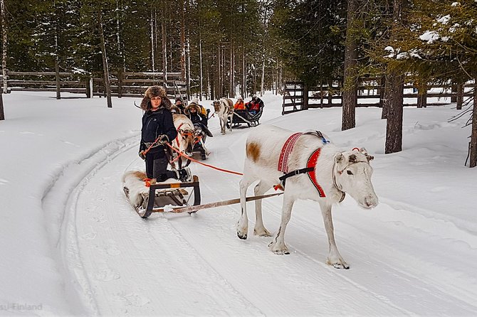Guided reindeer farm visit and one hour sledge safari - Why this reindeer safari feels different
