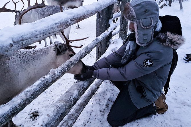 Guided reindeer farm visit and one hour sledge safari - Meeting the reindeer after the ride