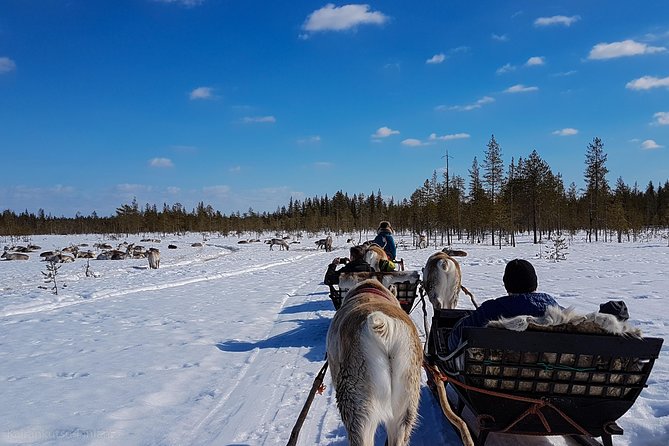 Guided reindeer farm visit and one hour sledge safari - The guides and group atmosphere
