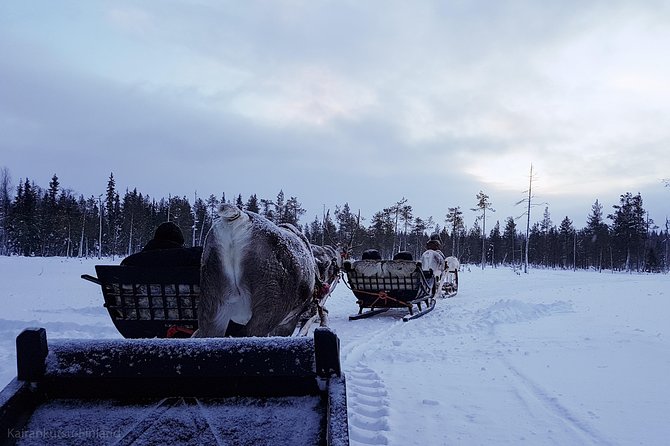 Guided reindeer farm visit and one hour sledge safari - The one-hour ride into the wilderness
