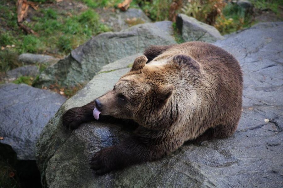Guided tour in Ranua zoo with transfer - Why Ranua makes sense from Rovaniemi
