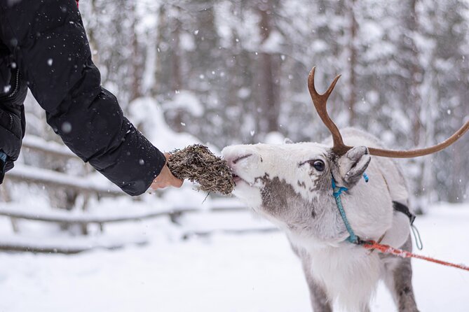 Half-Day Experience in Local reindeer farm in Lapland - Key points to know before booking