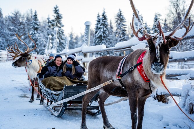 Half-Day Experience in Local reindeer farm in Lapland - Feeding and meeting the reindeer after the ride