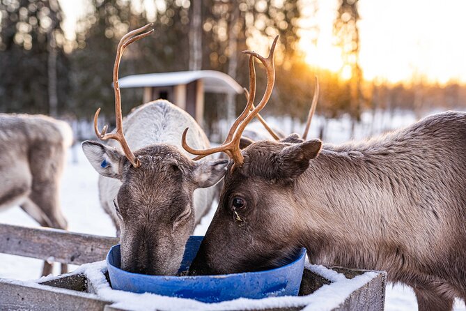 Half-Day Experience in Local reindeer farm in Lapland - Pancakes and hot chocolate in the kota