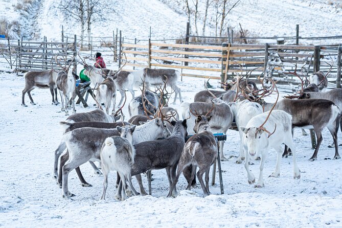 Half-Day Experience in Local reindeer farm in Lapland - Professional photographs included in the price