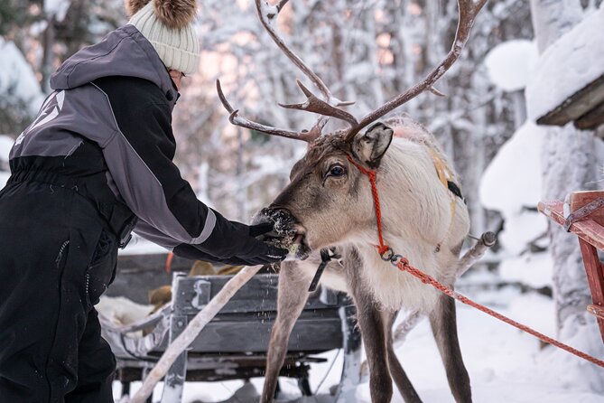 Half-Day Experience in Local reindeer farm in Lapland - Is $205.15 a fair price?