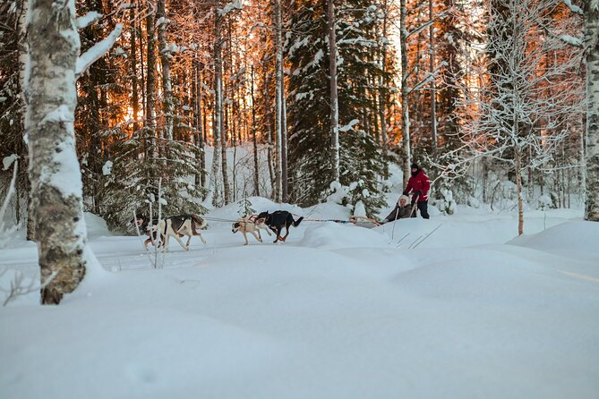 Half-Day Husky Safari and Salmon Ice Fishing Experience - Taking control of the husky sled