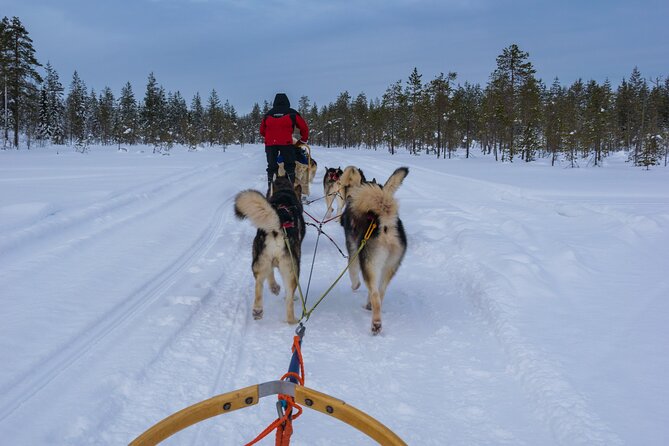 Half-Day Husky Safari and Salmon Ice Fishing Experience - The dogs are the heart of the morning