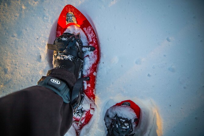 Half Day Snowshoe Hiking Adventure in Levi Lapland - A fire, hot drinks, and a short Arctic pause