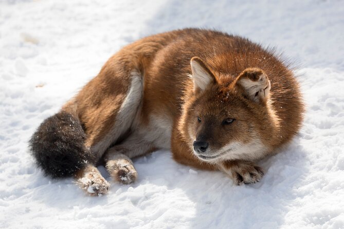 Half-Day Trip to Ranua Wildlife Park from Rovaniemi - The Morning Pickup and One-Hour Drive