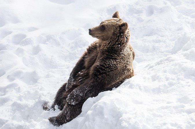 Half-Day Trip to Ranua Wildlife Park from Rovaniemi - Is $193.49 a Fair Price?