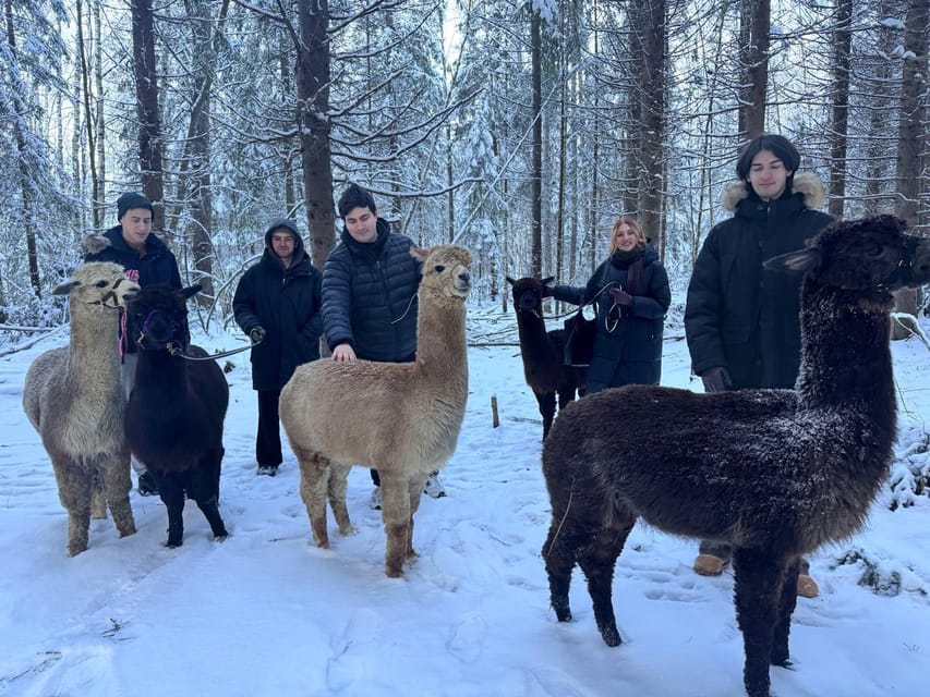 Helsinki: Alpaca Farm Tour with Guided Walk (private) - Meeting the alpacas behind the fences