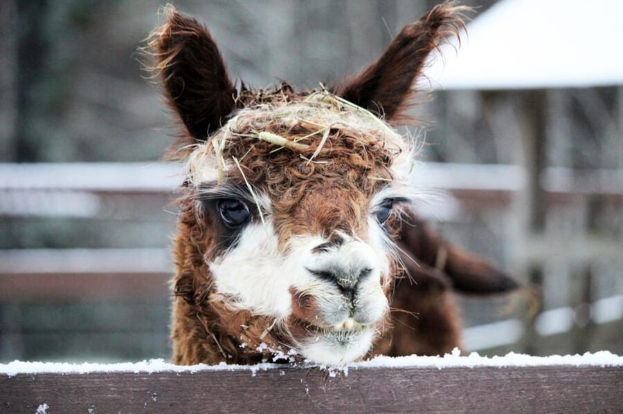 Helsinki: Alpaca Farm Tour with Guided Walk (private) - Is $235 per person a fair price?