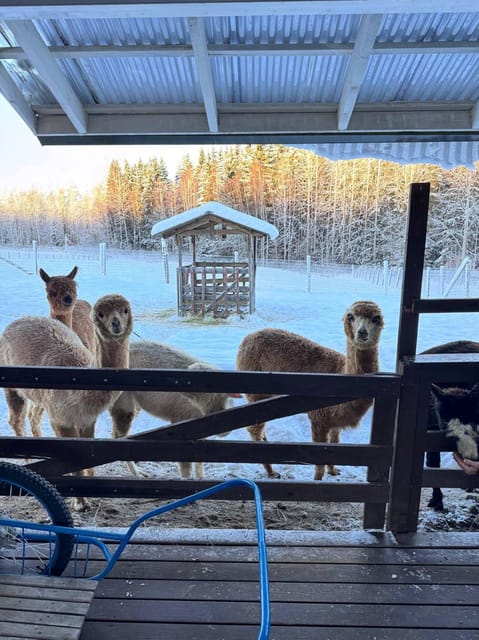 Helsinki: Alpaca Farm Tour with Guided Walk (private) - Who will enjoy this most