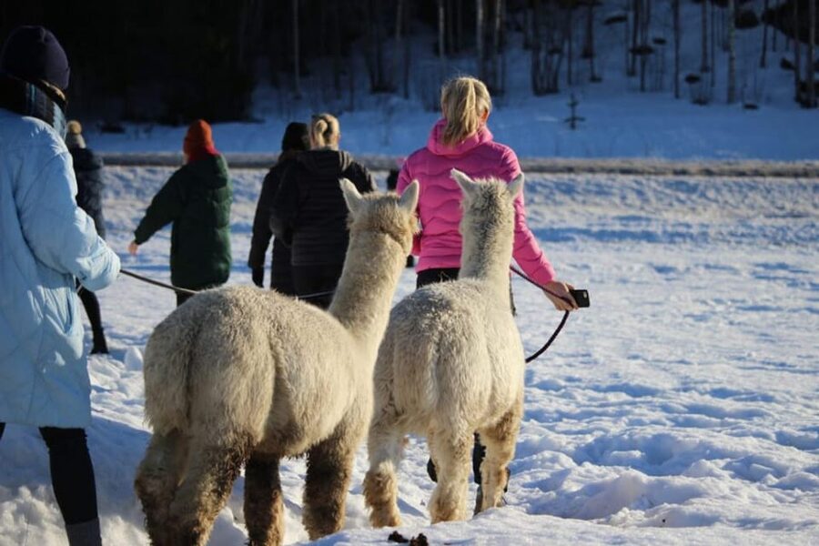 Helsinki: Alpaca Farm Tour with Guided Walk (private) - Leading your own alpaca through the forest