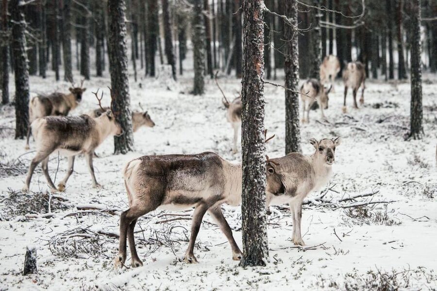 Helsinki Highlights+Nuuksio Buggy Ride+Reindeer farm visit - Leaving the city for Nuuksio National Park