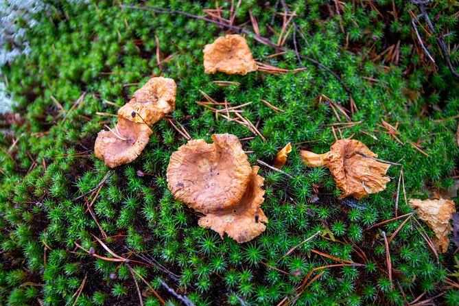 Helsinki: Nuuksio National park hiking with campfire lunch - Guides who shape the day