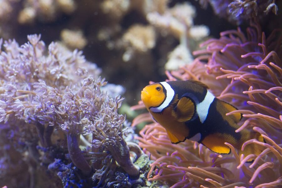 Helsinki: Sea Life Entrance Tickets - The walk-through ocean experience