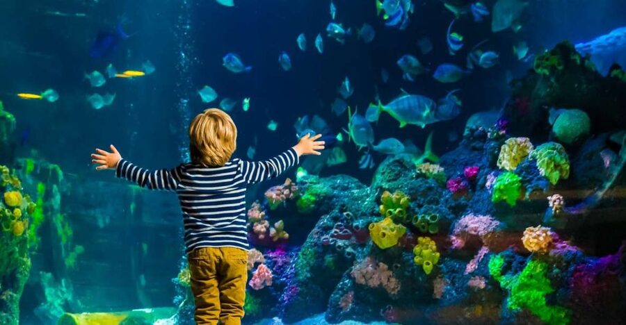 Helsinki: Sea Life Entrance Tickets - The Ocean Tank renovation in early 2026