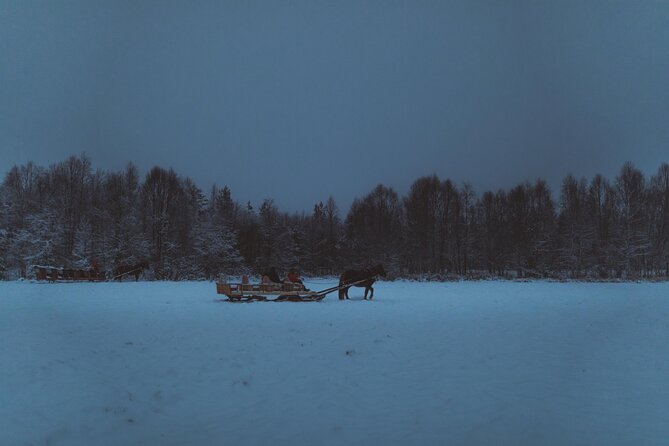 Horse Sleigh Ride Under The Night Sky in Apukka Resort, Rovaniemi - The Northern Lights: a possibility, not a promise