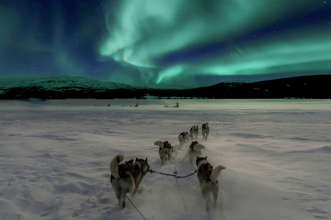 Hunting Northern Lights with Husky - Key points before you book