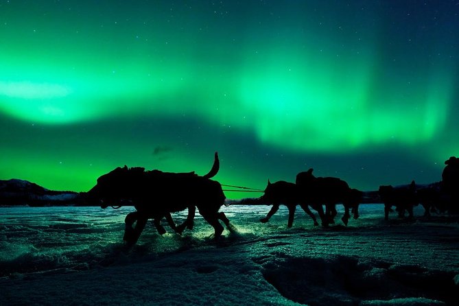 Hunting Northern Lights with Husky - Meeting the huskies and their handlers