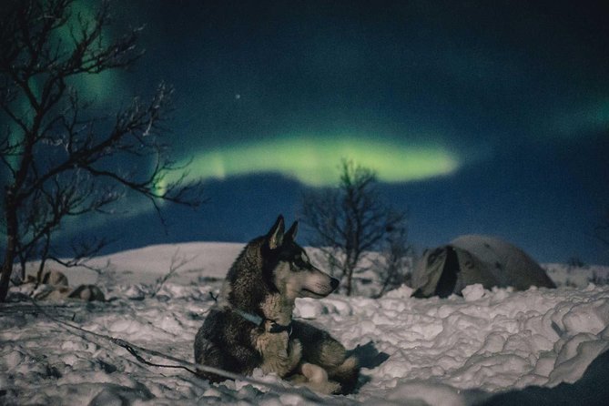 Hunting Northern Lights with Husky - Fire, blueberry juice, sausages, and marshmallows