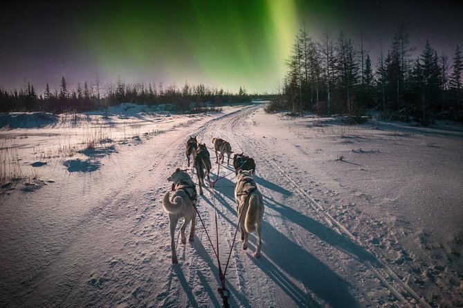 Hunting Northern Lights with Husky - The Northern Lights search