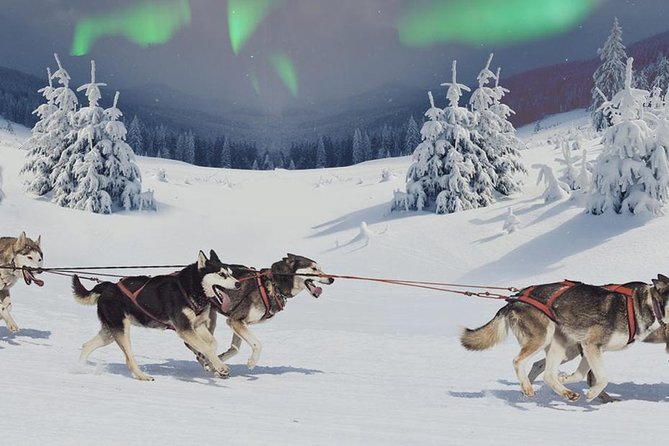 Hunting Northern Lights with Husky - The transfer and preparation period