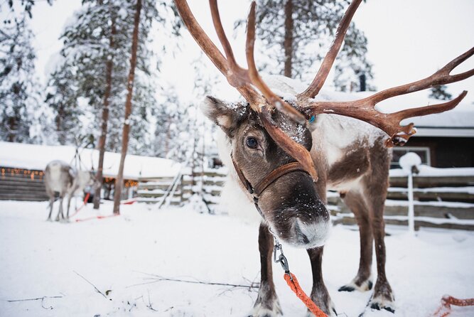 Husky and Reindeer Experience - Three Lapland classics in roughly four hours