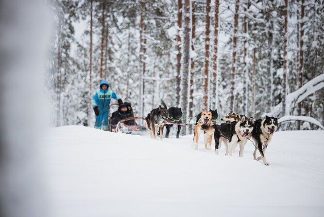 Husky and Reindeer Experience - Santa Claus Village is not a Santa appointment