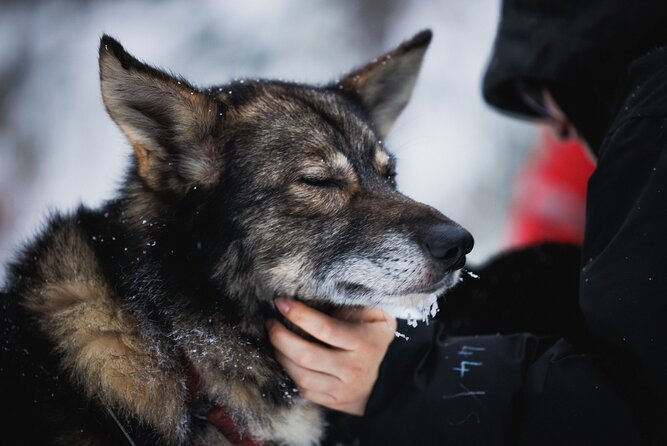 Husky and Reindeer Experience - Is $143 a fair price?