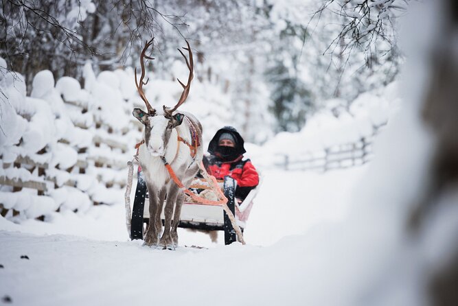 Husky and Reindeer Experience - The husky farm brings the most energy