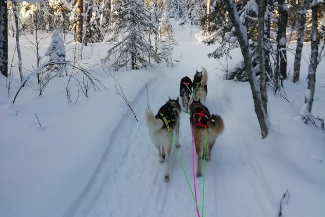 Husky safari - Key points before you book