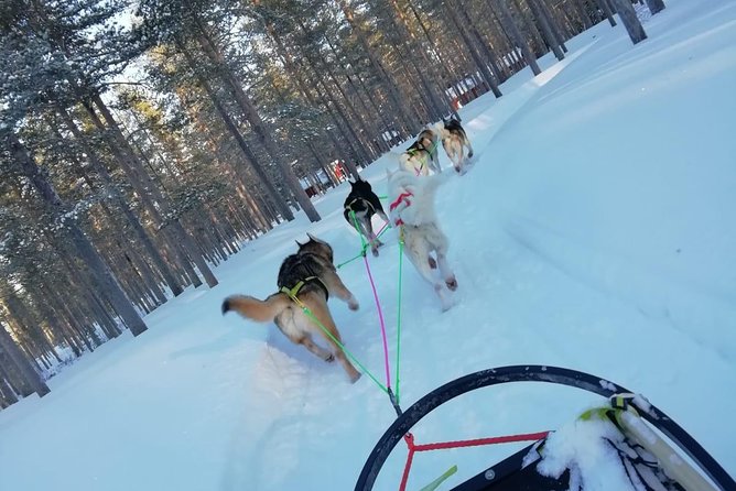 Husky safari - What the price buys you